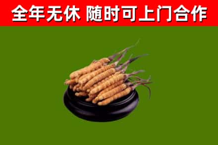 阿拉善回收散虫草